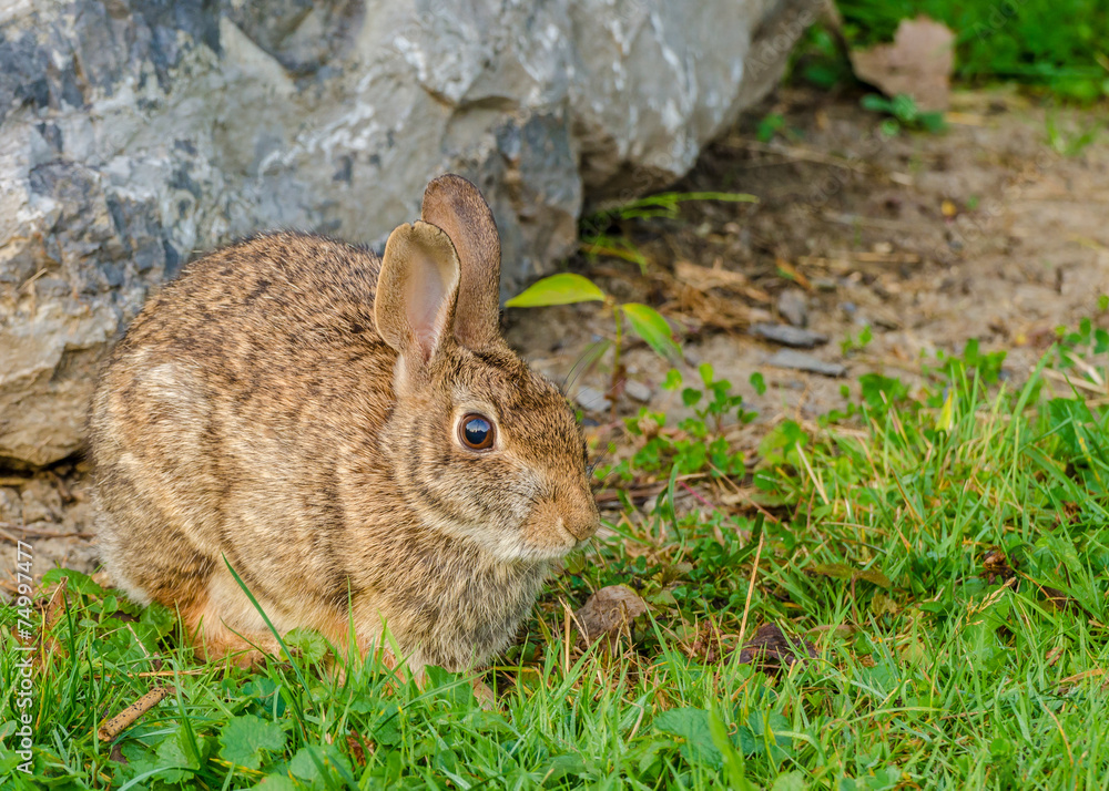 Fototapeta premium Cottontail Rabbit