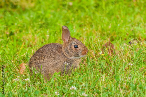 Cottontail Rabbit © brm1949