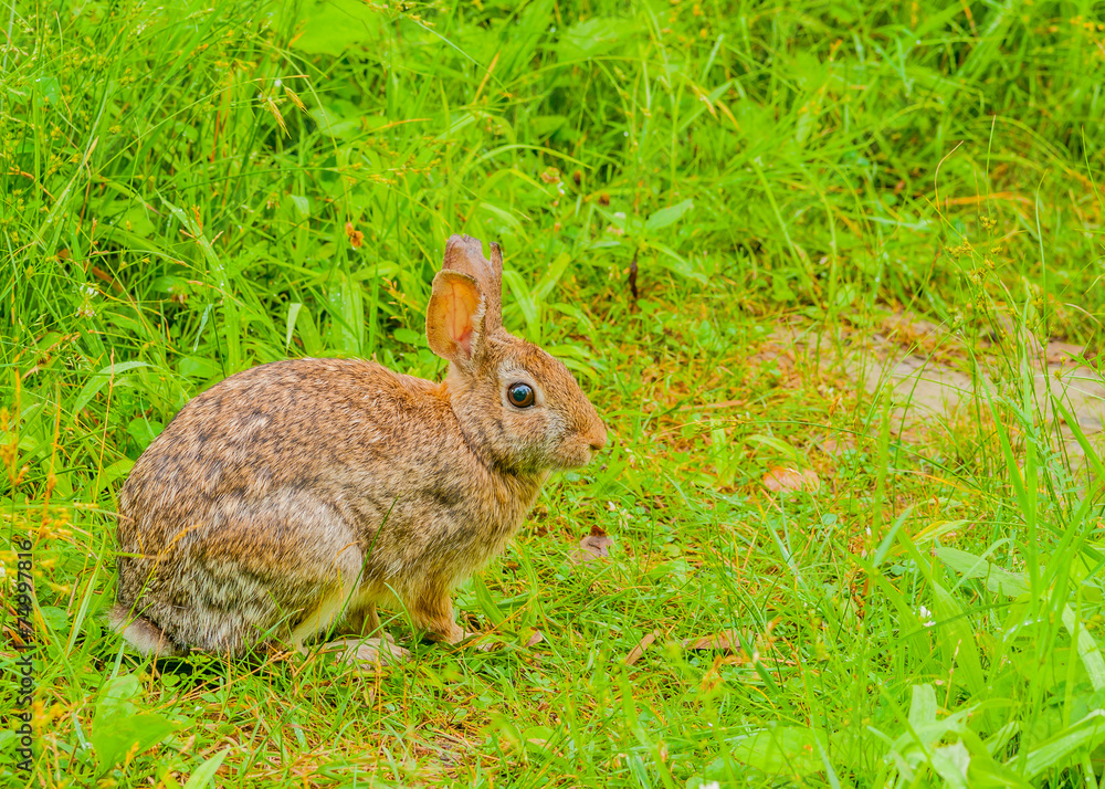 Fototapeta premium Cottontail Rabbit