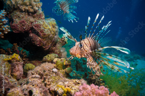 Lionfish on the coral reef underwater photo
