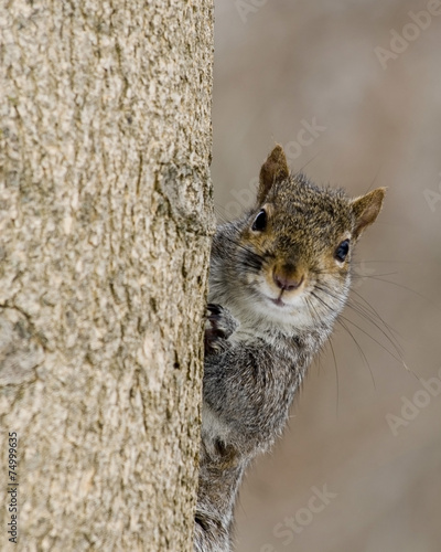 Tapety artystyczne Grey Squirrel 