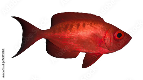 Crescend-tail bigeye. Isolated on the white background photo