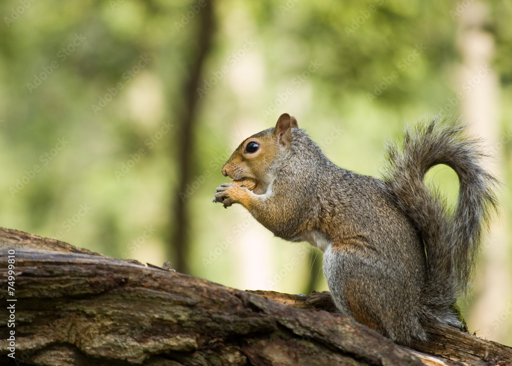 Gray Squirrel Gray Squirrel