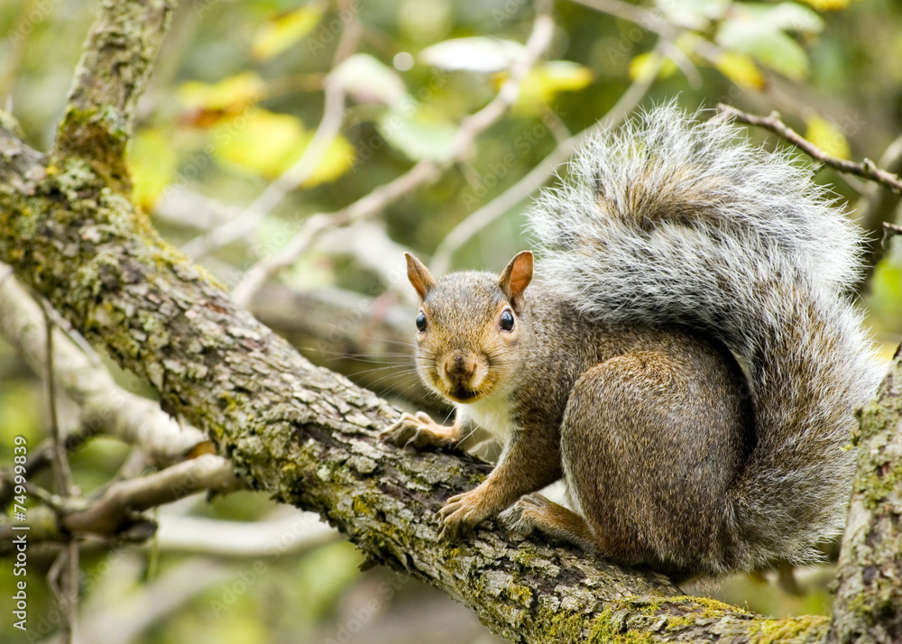 Gray Squirrel Gray Squirrel