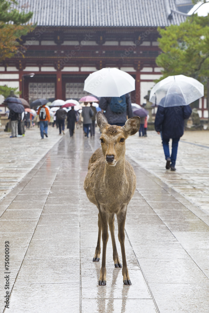 Naklejka premium Deers in crowded Nara park