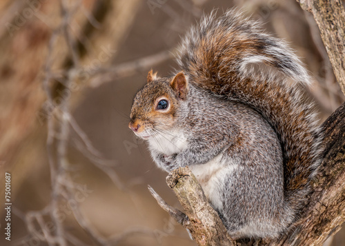 Gray Squirrel © brm1949