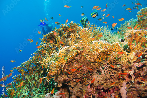 Fototapeta Naklejka Na Ścianę i Meble -  Tropical Anthias fish with net fire corals