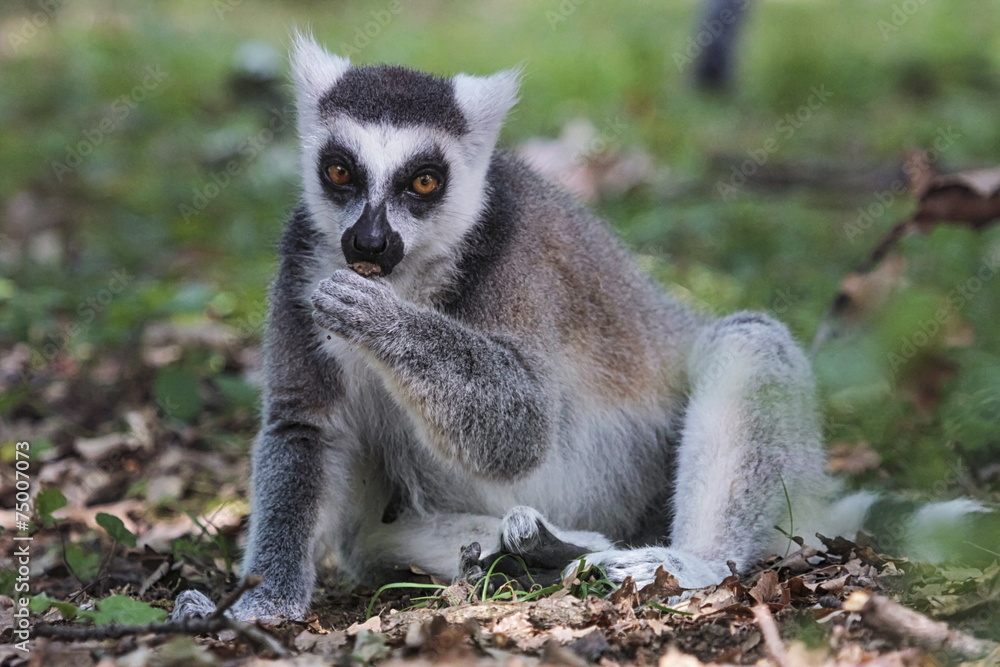 Obraz premium Ring-tailed lemur, lemur catta, eating