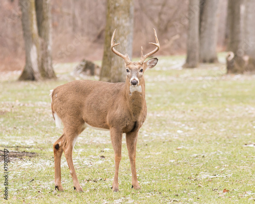 Whitetail Deer Buck