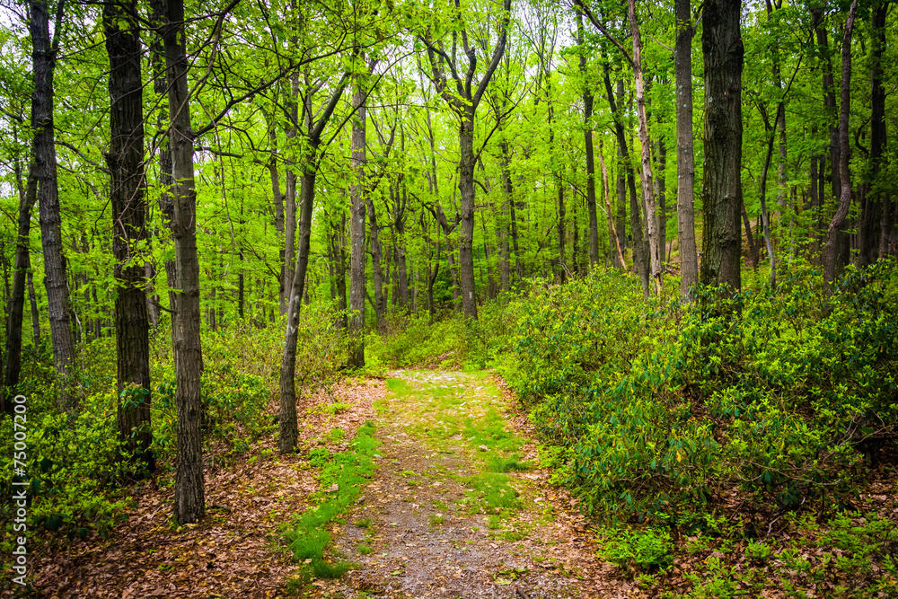 Trail through the forest near Skyline Drive in Reading, Pennsylv