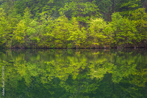 Trees reflecting in Prettyboy Reservoir in Baltimore County, Mar