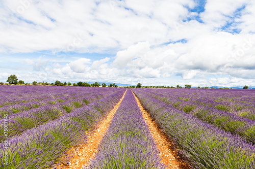 Lavander field