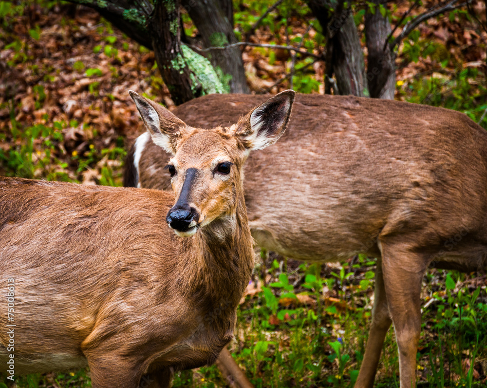 Deer along Skyline Drive, in Shenandoah National Park, Virginia.