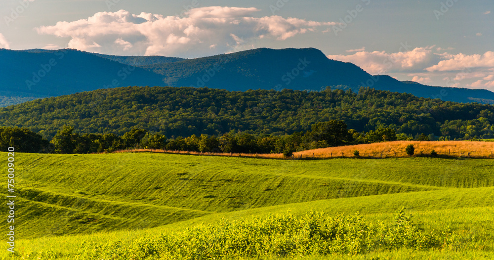 Farm fields and view of Massanutten Mountain in the Shenandoah V