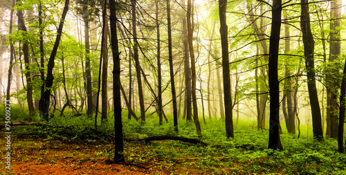 Fog in the forest, Shenandoah National Park, Virginia.