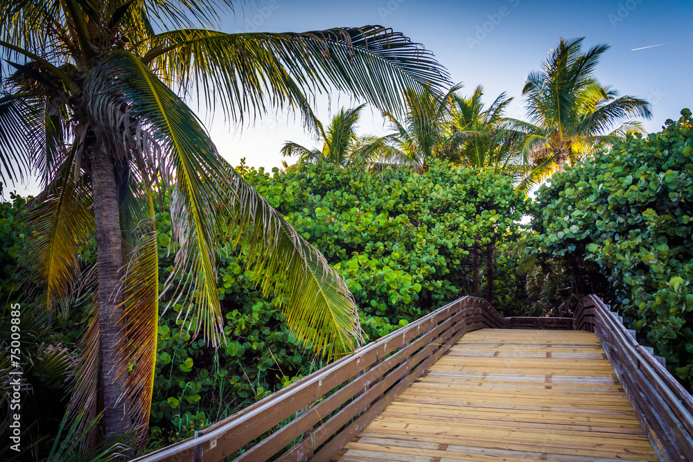 Palm trees along a boardwalk in Singer Island, Florida.