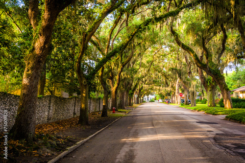 Oak trees along Magnolia Avenue in St. Augustine, Florida.