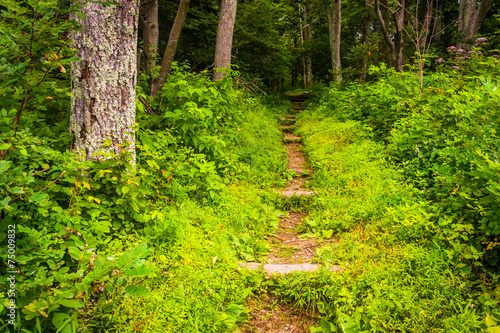 Narrow trail through a forest in Shenandoah National Park  Virgi