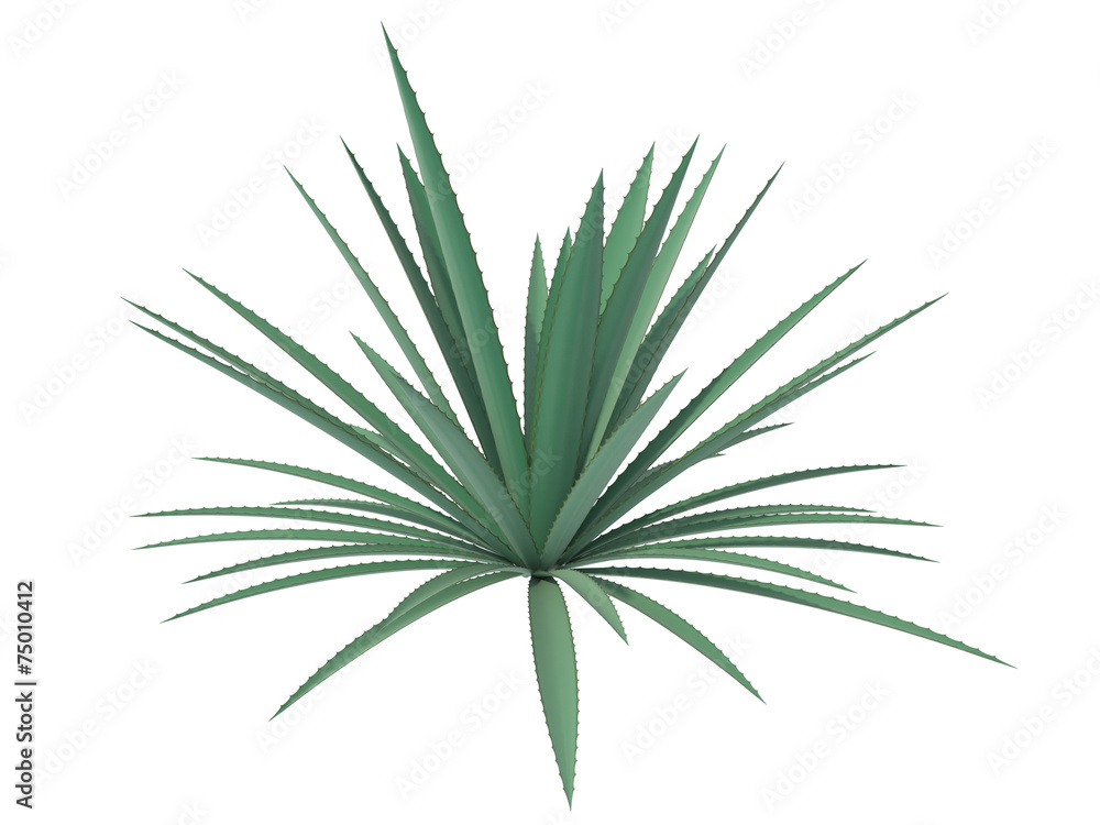 agave on a white background agave on a white background