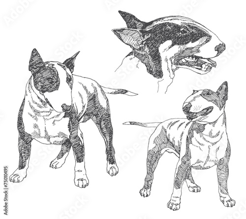 Set of hand drawn dogs. Bull terrier. Vector illustration.