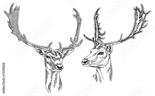 Hand drawn Fallow Deer heads. Vector illustration.