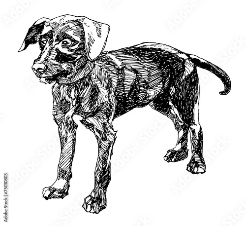 Hand drawn young dog.