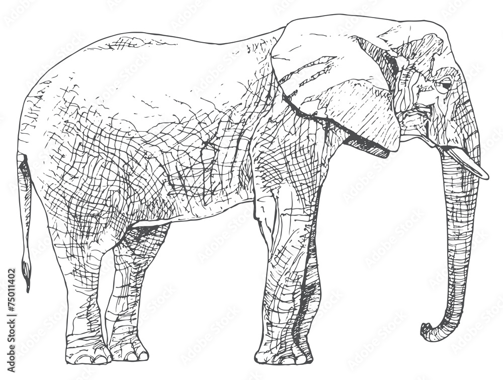 Fototapeta premium Hand drawn elephant.