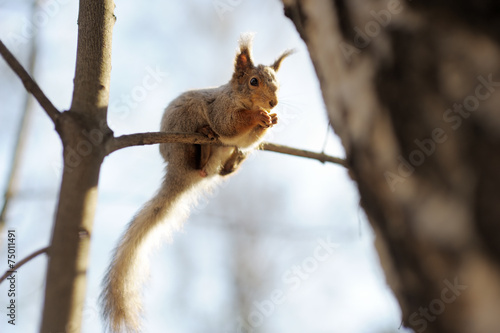 Red Squirrel © Maria Sbytova