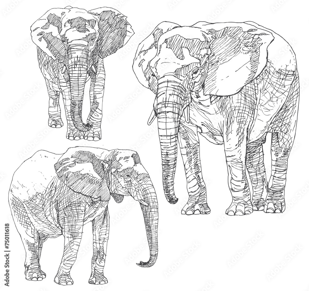 Fototapeta premium Set of hand drawn elephants.