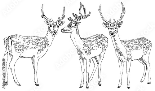 Hand drawn deers. Vector illustration.