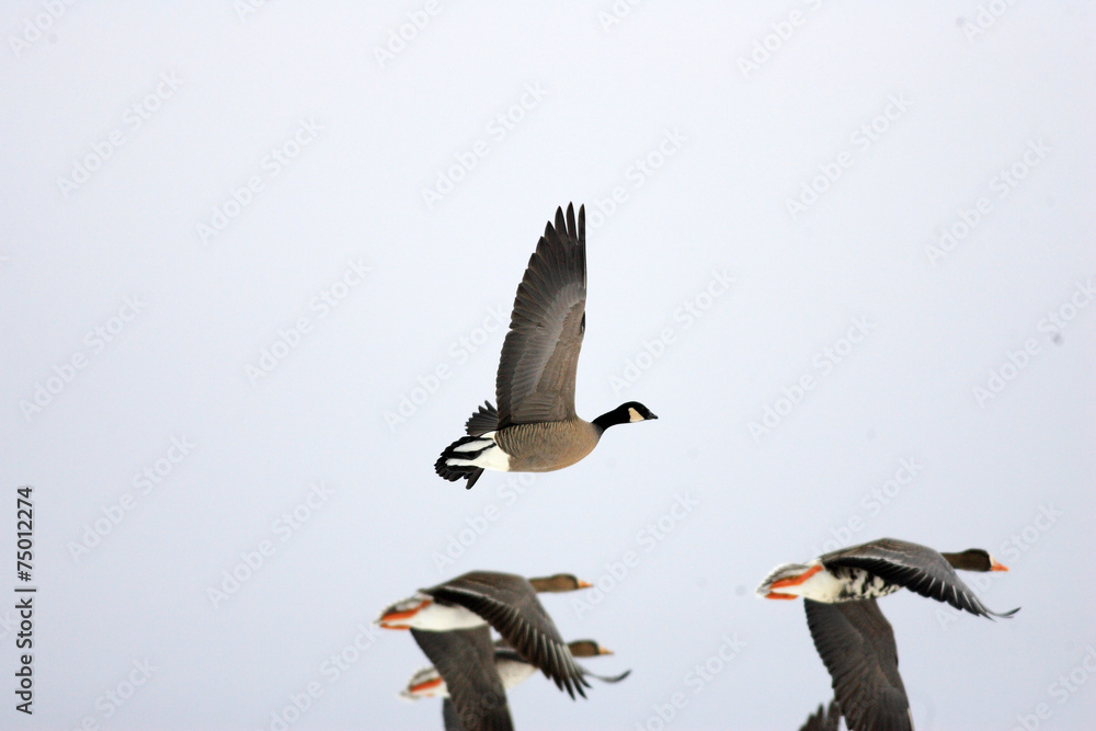 Fototapeta premium Cackling Goose (Branta hutchinsii) in Japan