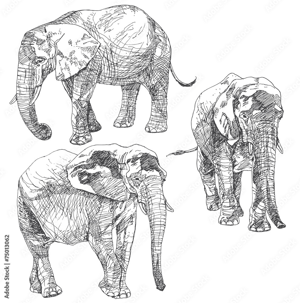 Obraz premium Set of hand drawn elephants.