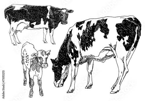 Set of hand drawn cows.