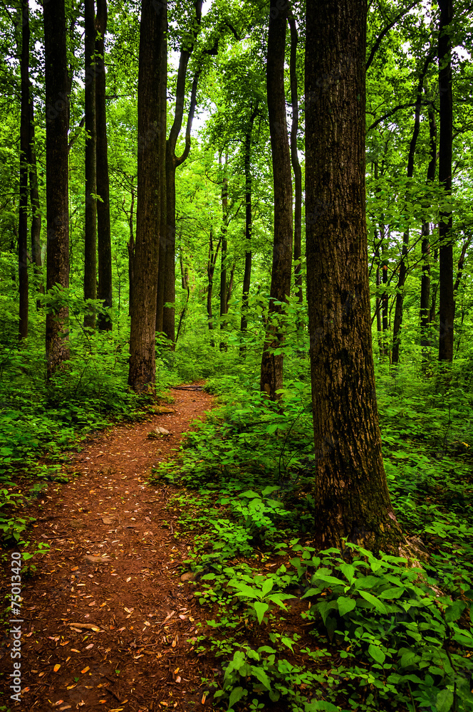 Trail through tall trees in a lush forest, Shenandoah National P