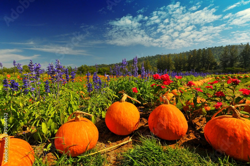 flower in garden decorate by pumpkin with moutain background