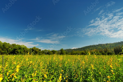 Indian hemp, Madras hemp field in day light background