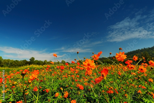 yellow cosmos flower field with mountain in day light background