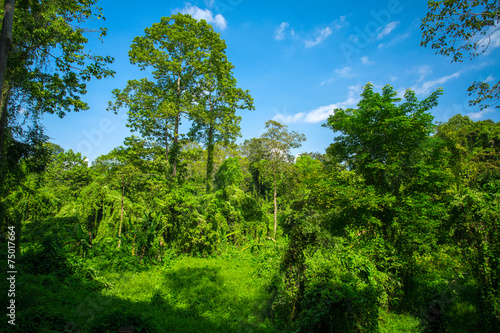 Lush green tropical forest