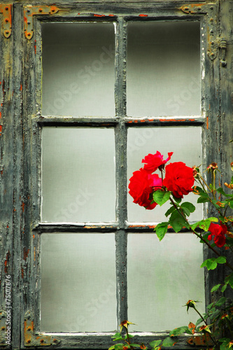 rose on window photo