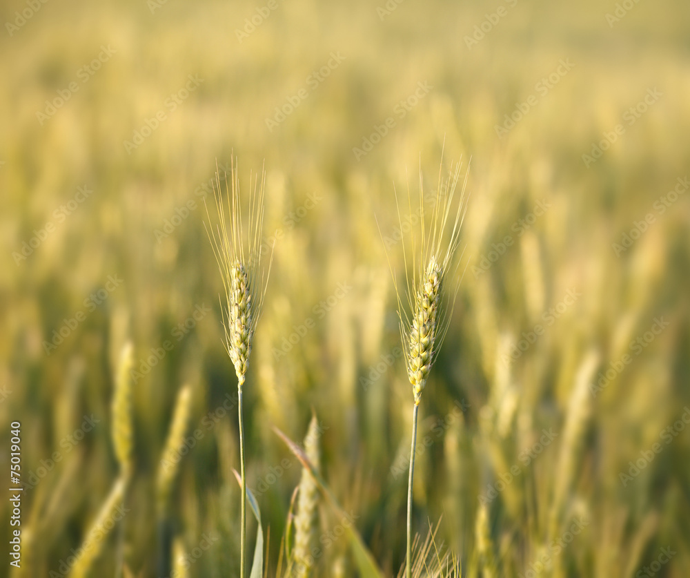 Fototapeta premium Dwa kłosy żyta