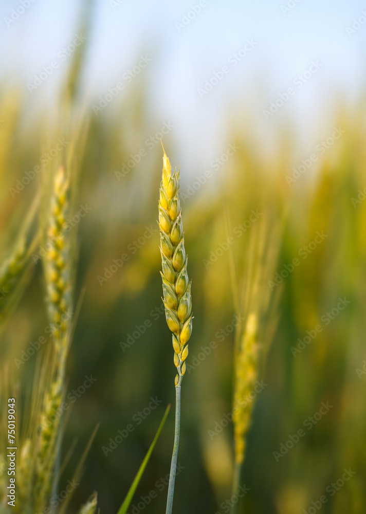 Wheat Wheat