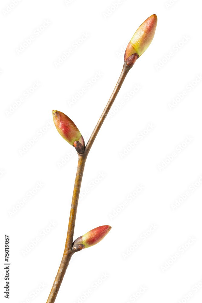 Fototapeta premium Fresh unfold buds