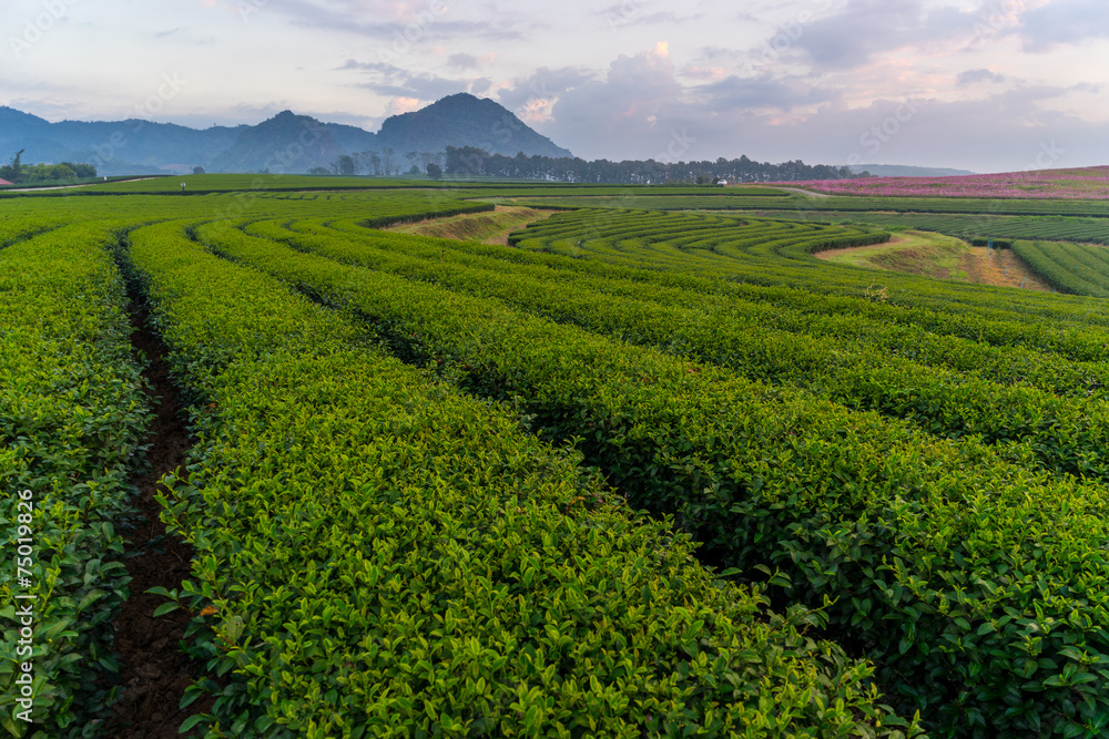 Tea field in the morning
