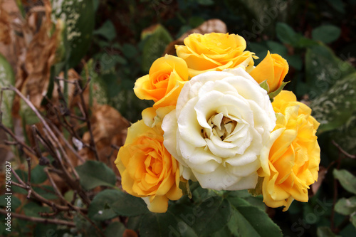 white and yellow roses