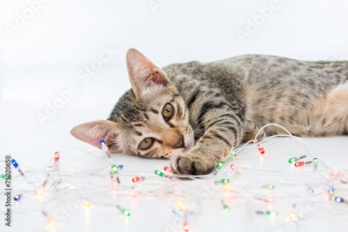 A cat bind wire lights for christmas © sorapop