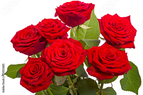 Seven red roses on white