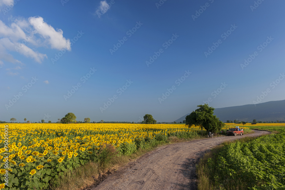 Obraz premium landscape with a field of sunflowers, a dirt road and a tree