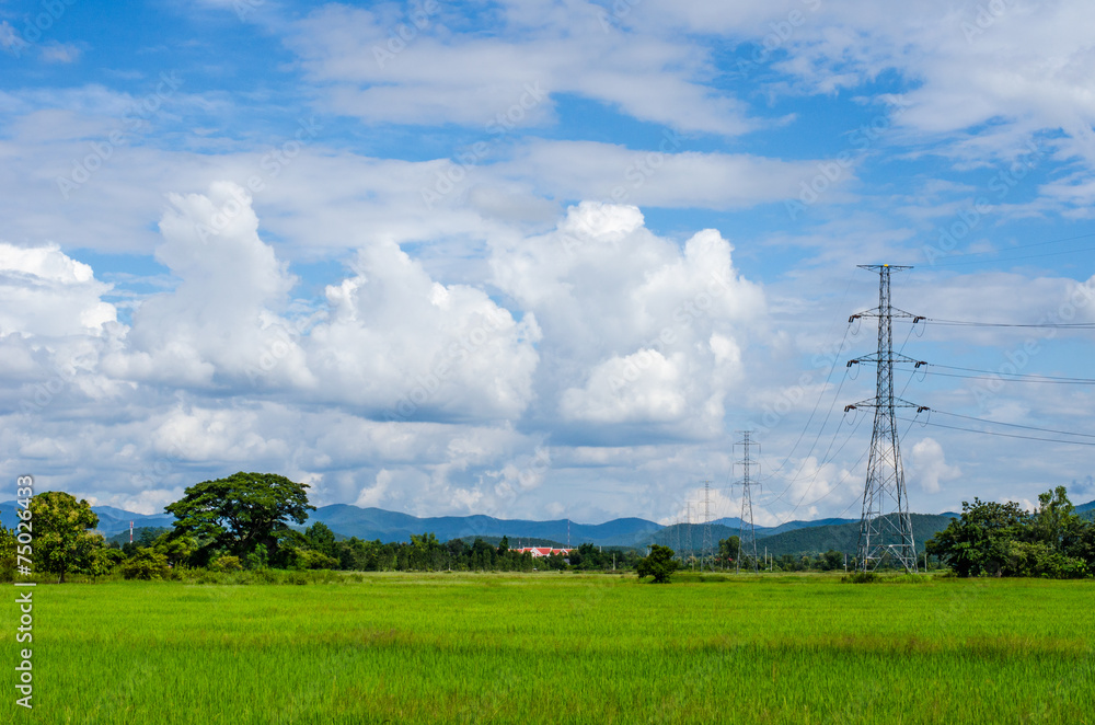 Green rice field with clouds on the sky