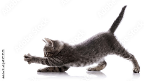 Tablou canvas Gray Striped kitten.