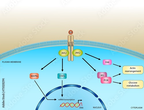 Growth hormone pathway